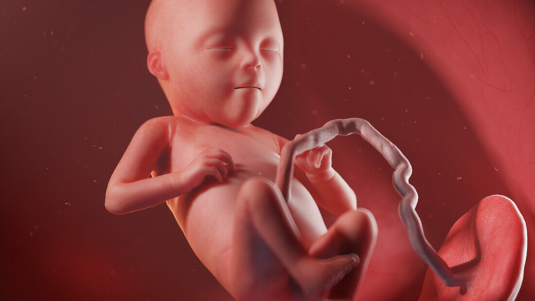 Human fetus at week 21, illustration