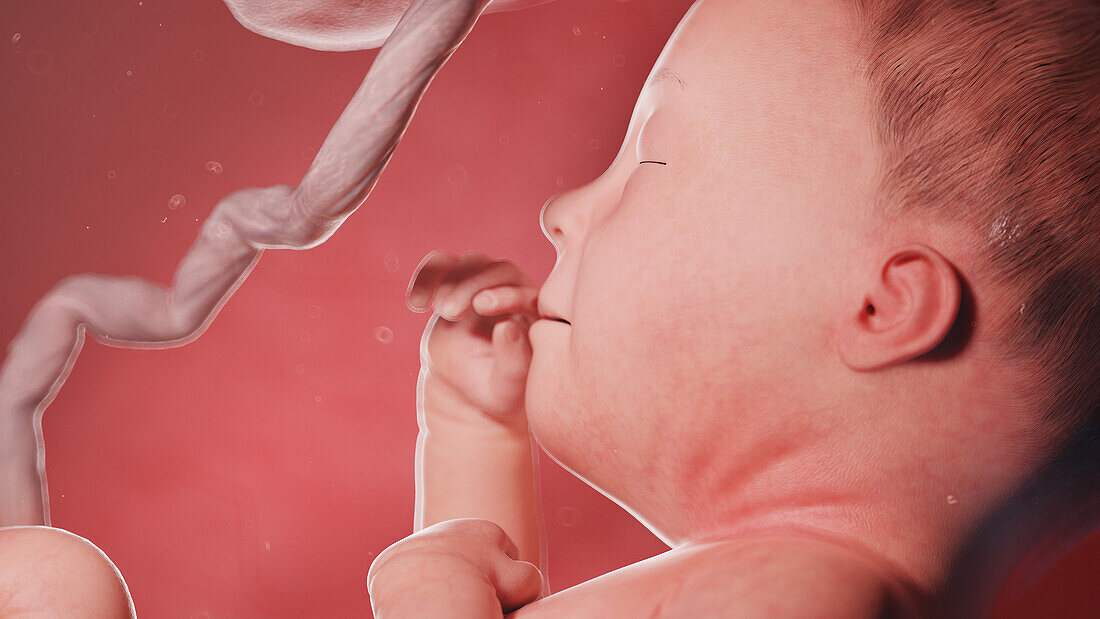 Human fetus at week 27, illustration