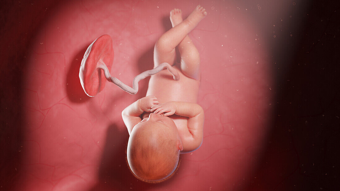 Human fetus at week 36, illustration