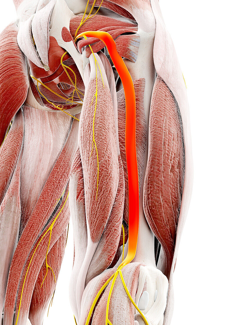 Sciatic nerve, illustration
