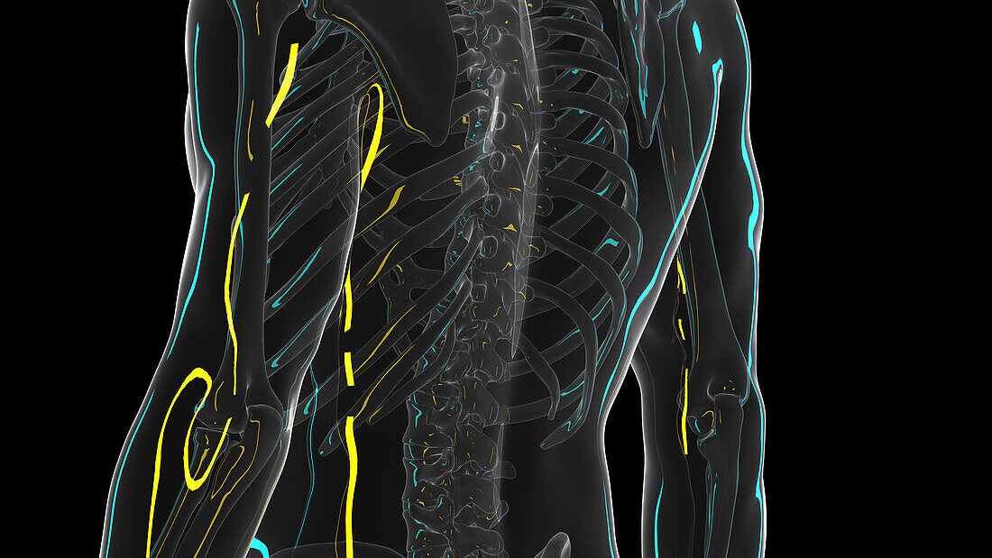 Lower spine, illustration