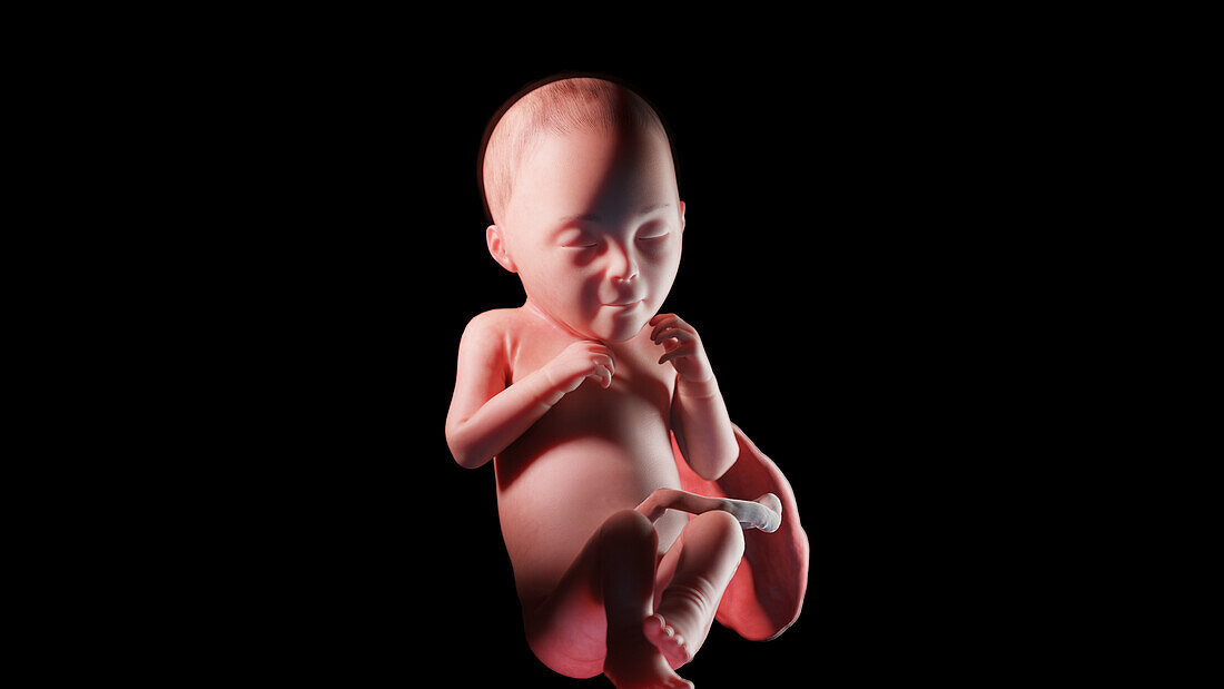 Human fetus at week 26, illustration