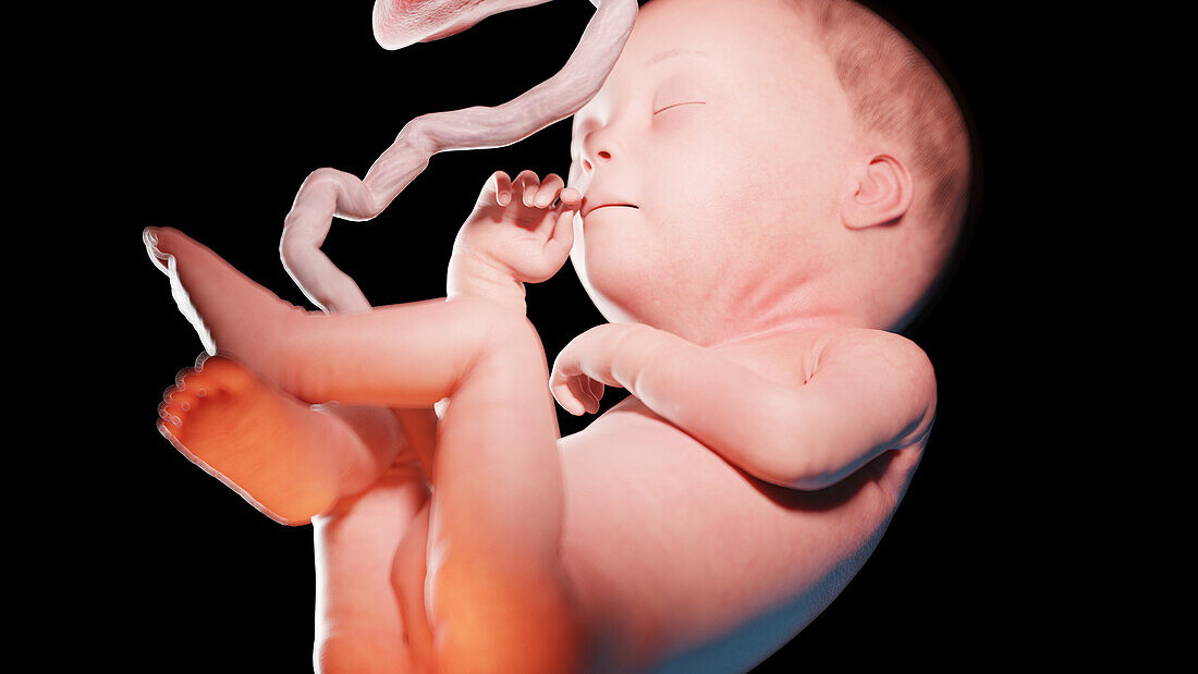 Human fetus at week 27, illustration