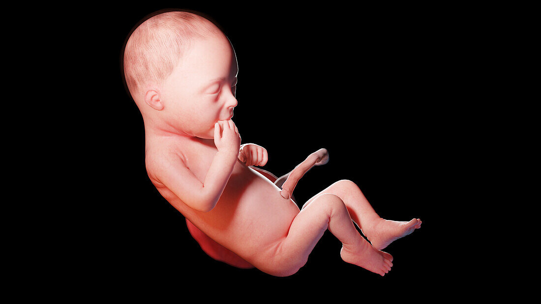 Human fetus at week 28, illustration