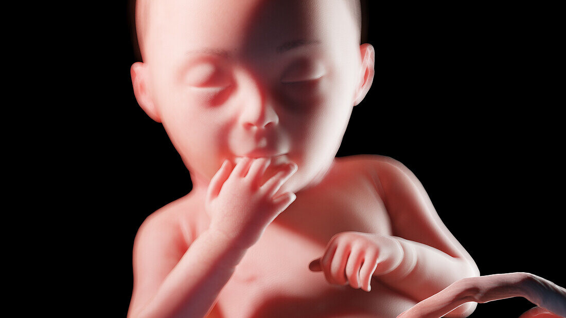 Human fetus at week 28, illustration