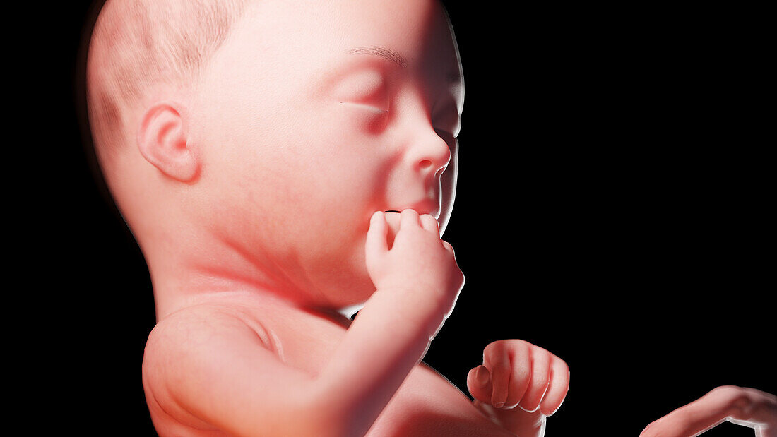 Human fetus at week 28, illustration