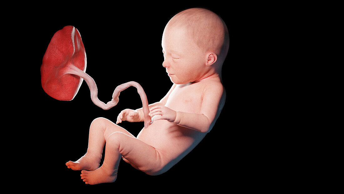 Human fetus at week 31, illustration