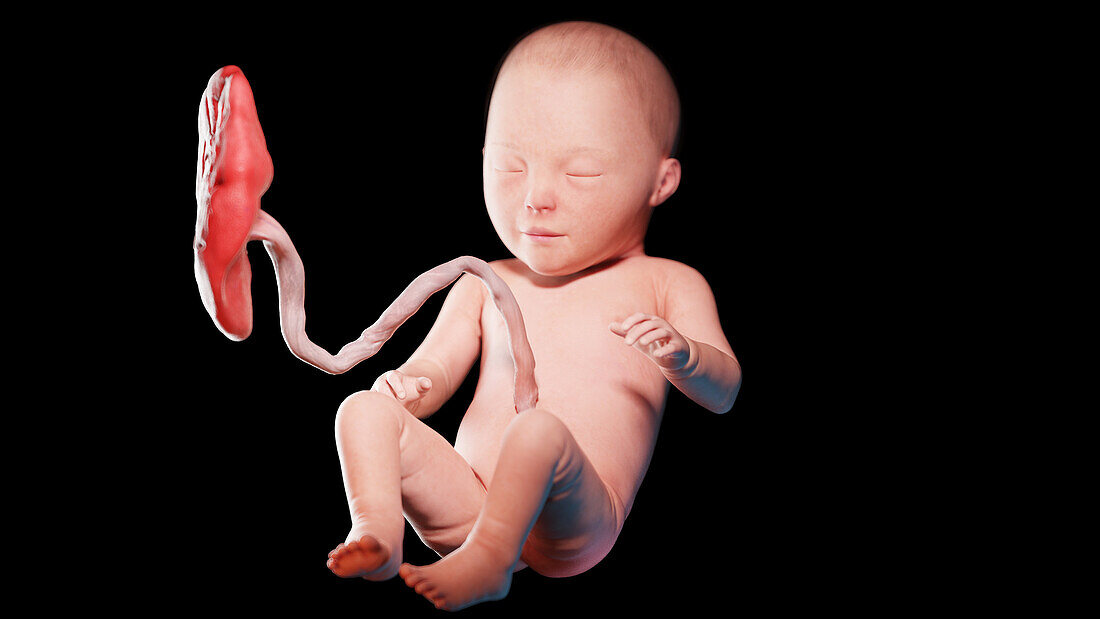 Human fetus at week 31, illustration