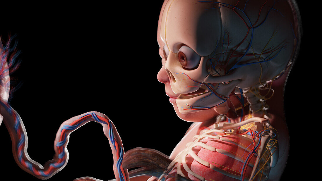 Human fetus at week 31, illustration