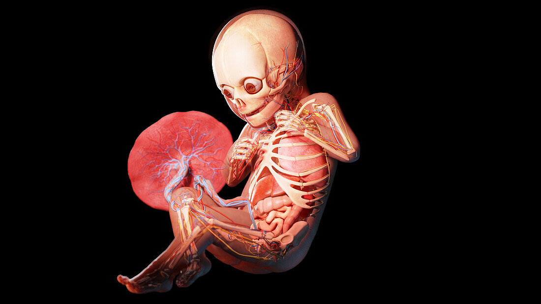 Human fetus at week 32, illustration