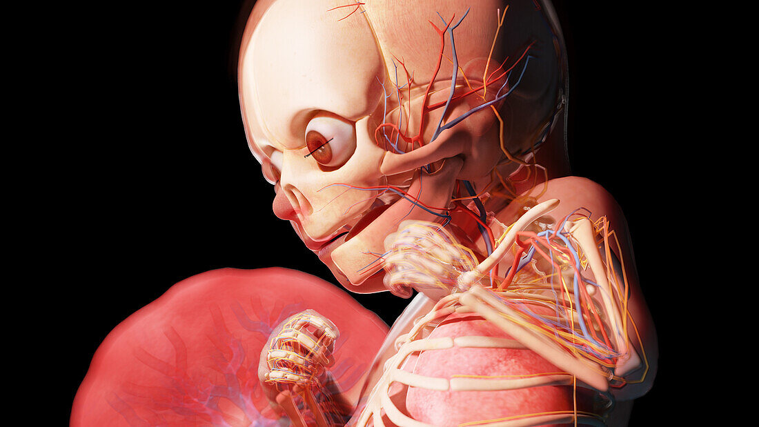 Human fetus at week 32, illustration