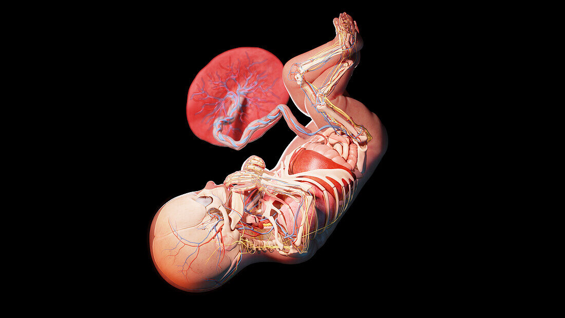 Human fetus at week 36, illustration