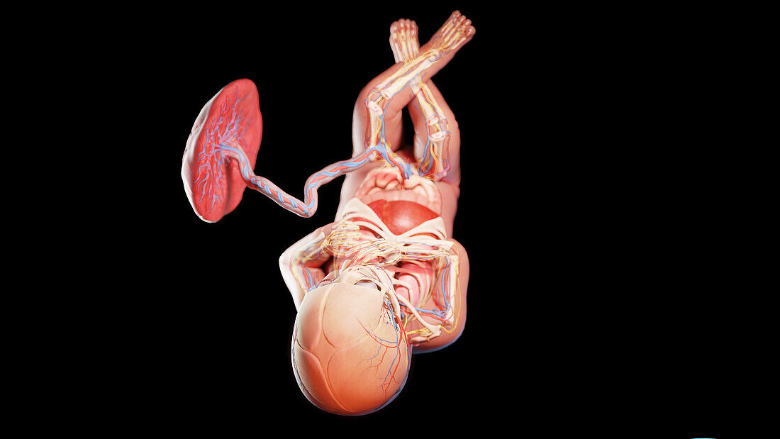 Human fetus at week 36, illustration