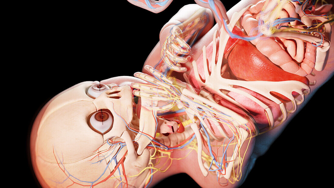 Human fetus at week 36, illustration