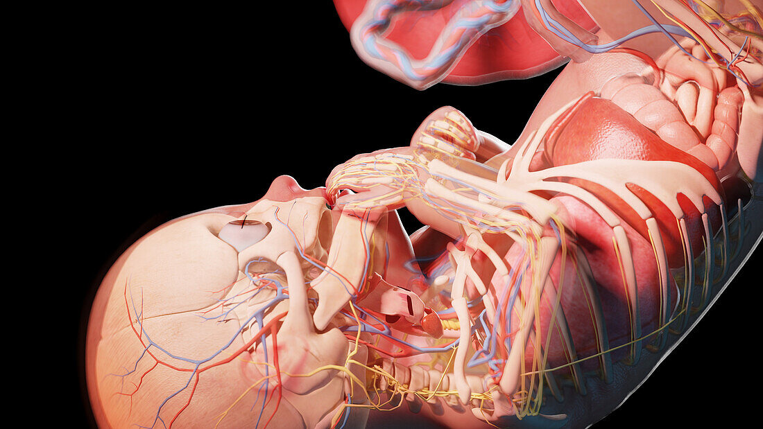 Human fetus at week 36, illustration