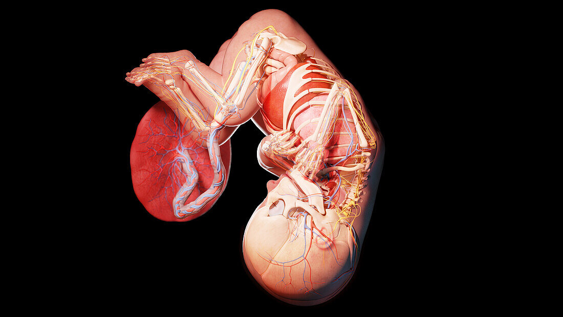 Human fetus at week 37, illustration