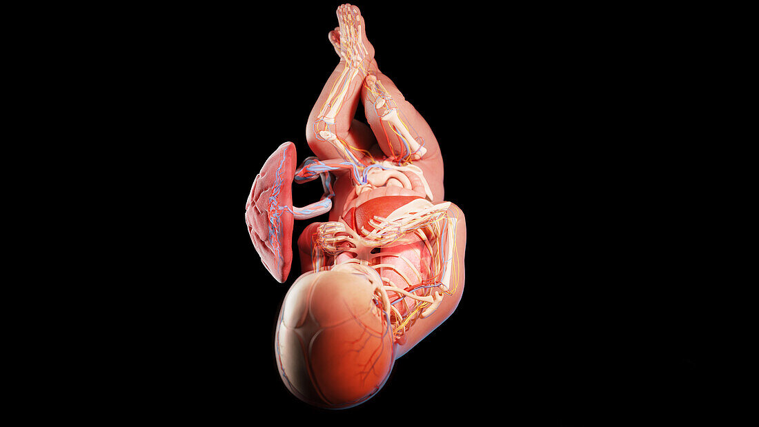 Human fetus at week 38, illustration