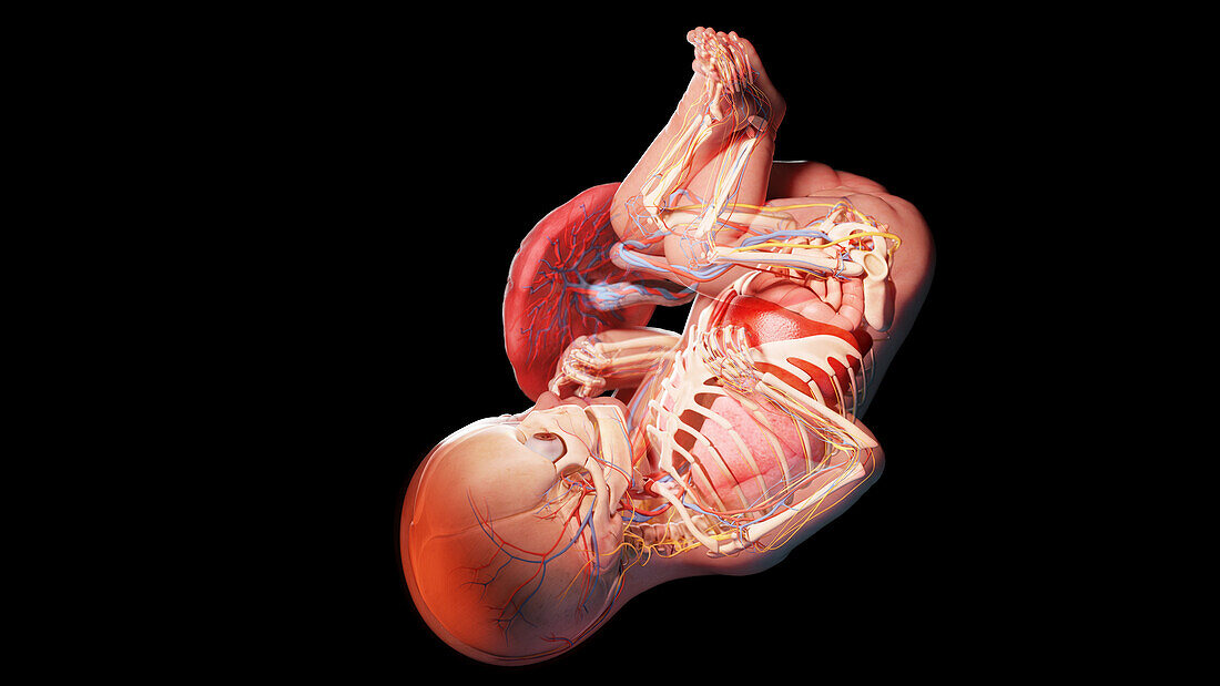 Human fetus at week 39, illustration