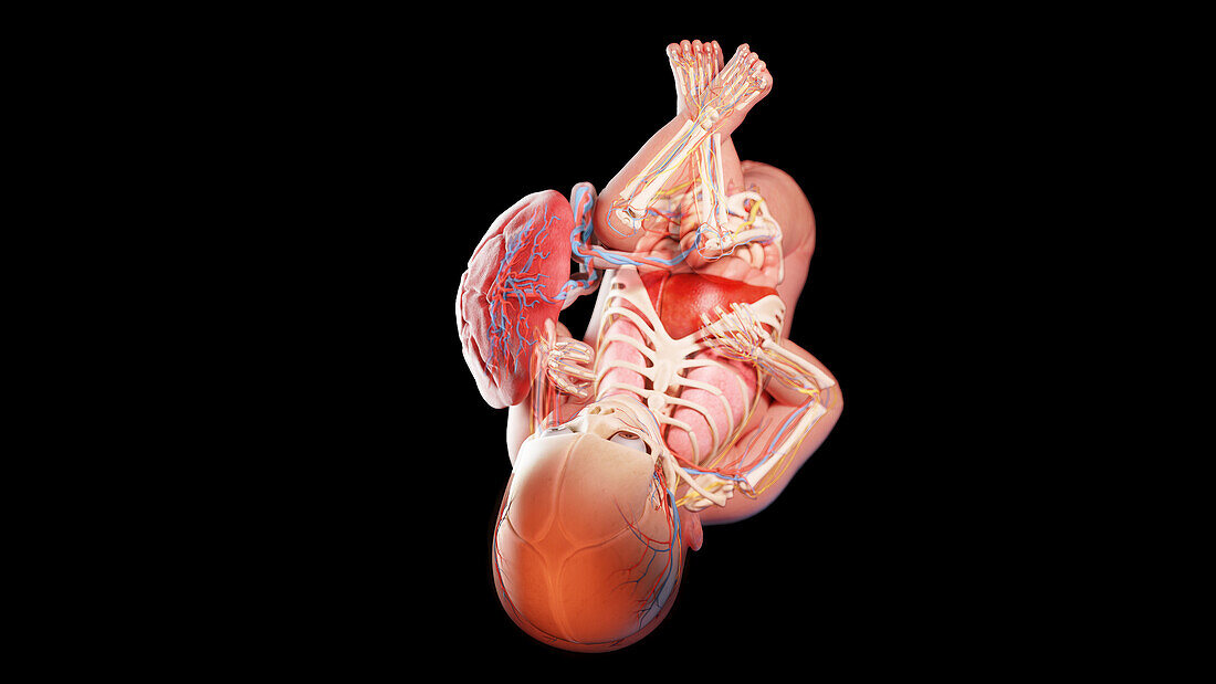 Human fetus at week 39, illustration