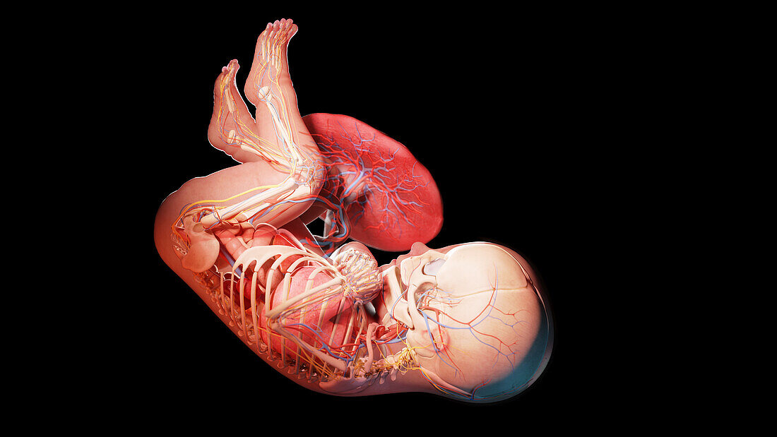 Human fetus at week 40, illustration