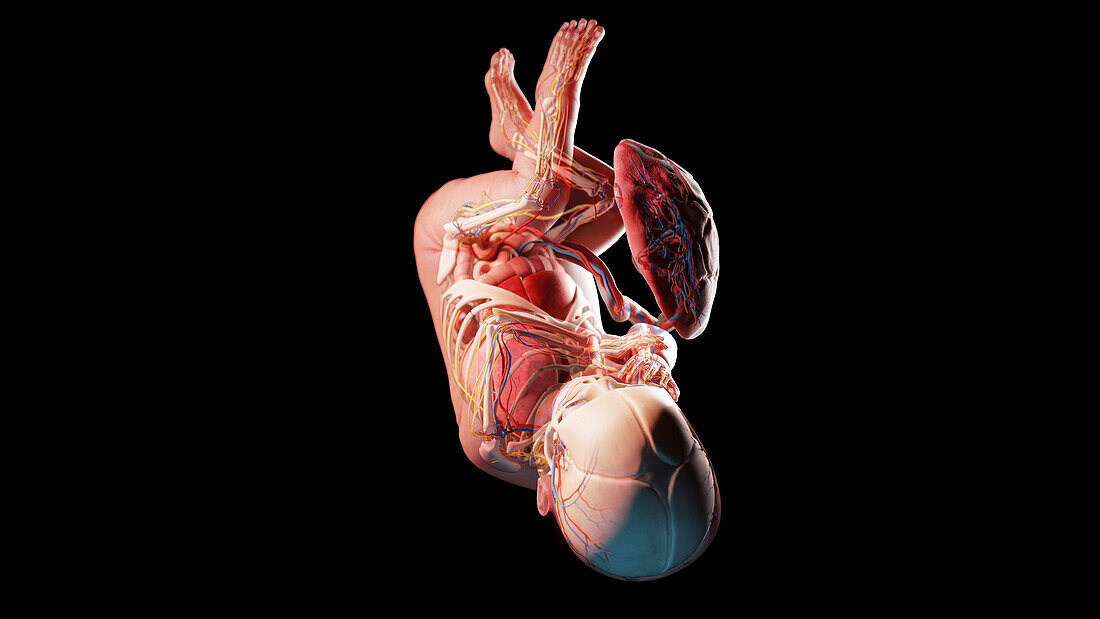 Human fetus at week 41, illustration