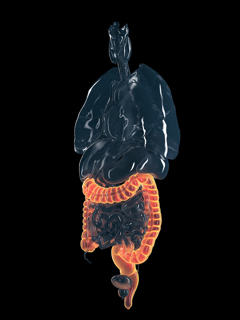 Human colon, illustration