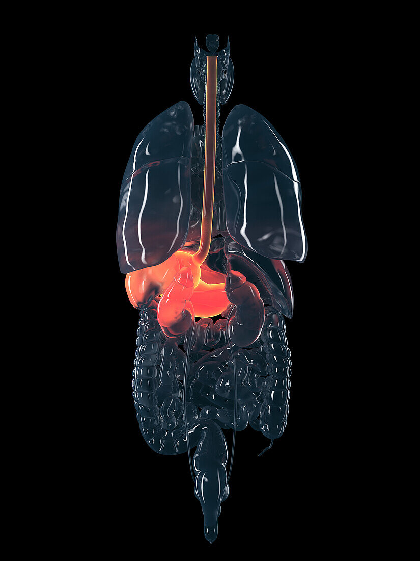 Human stomach, illustration