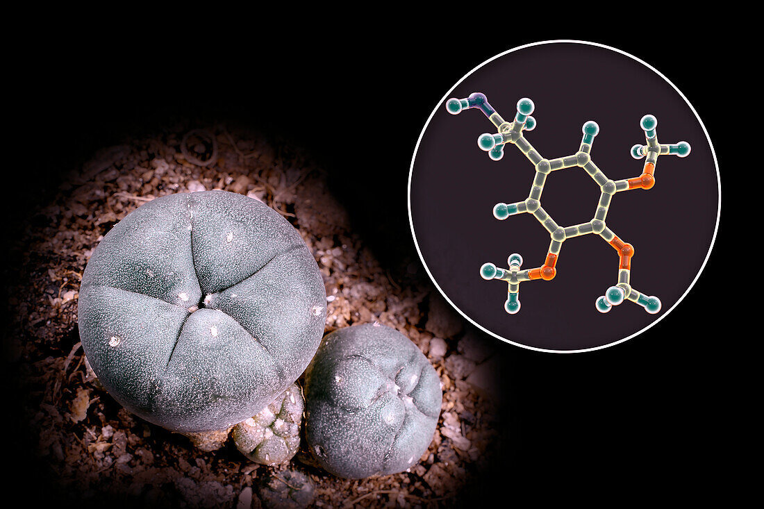 Mescaline molecule and peyote cactus, composite image