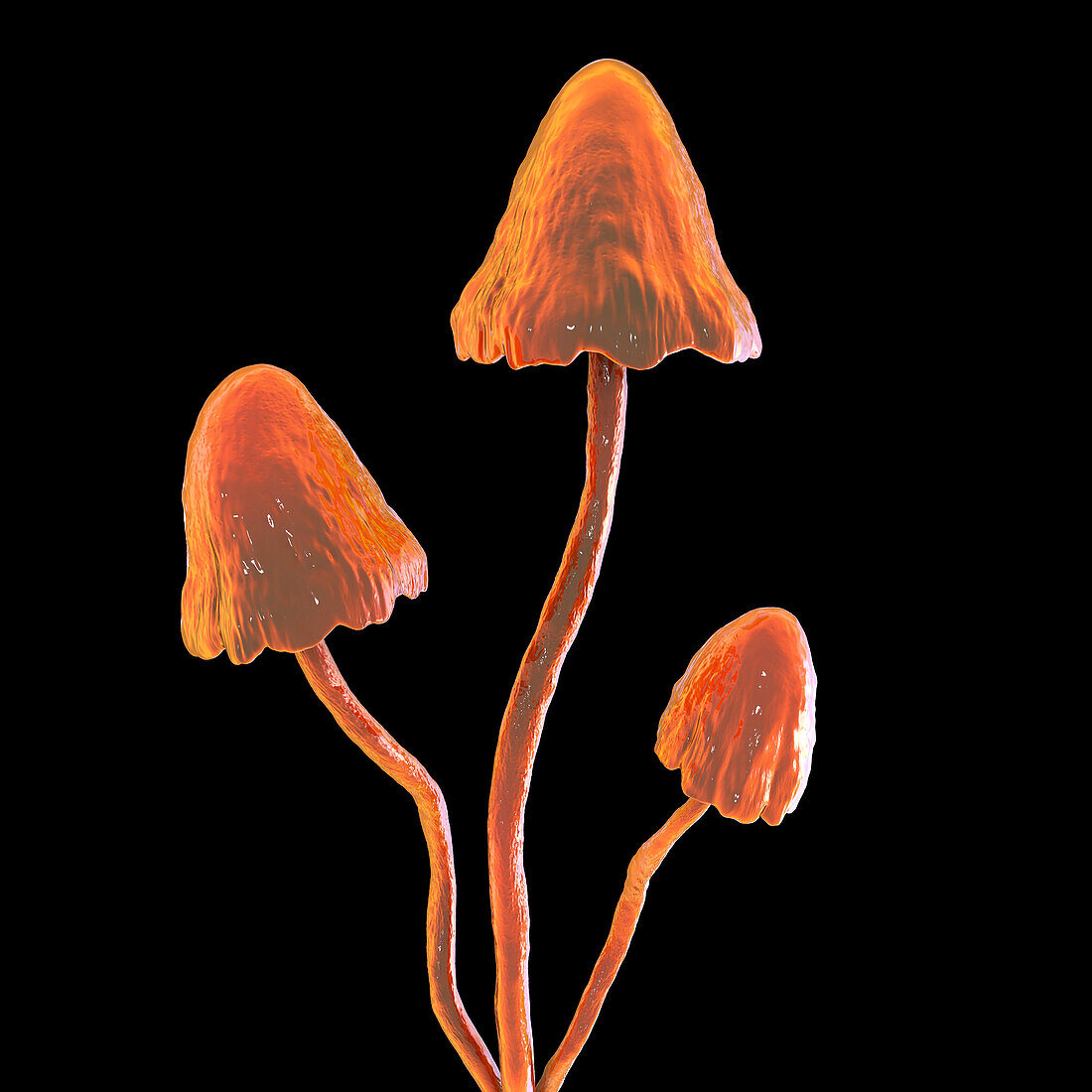 Magic mushrooms, illustration