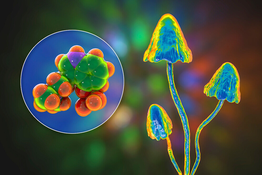 Magic mushrooms and psilocybin molecule, illustration