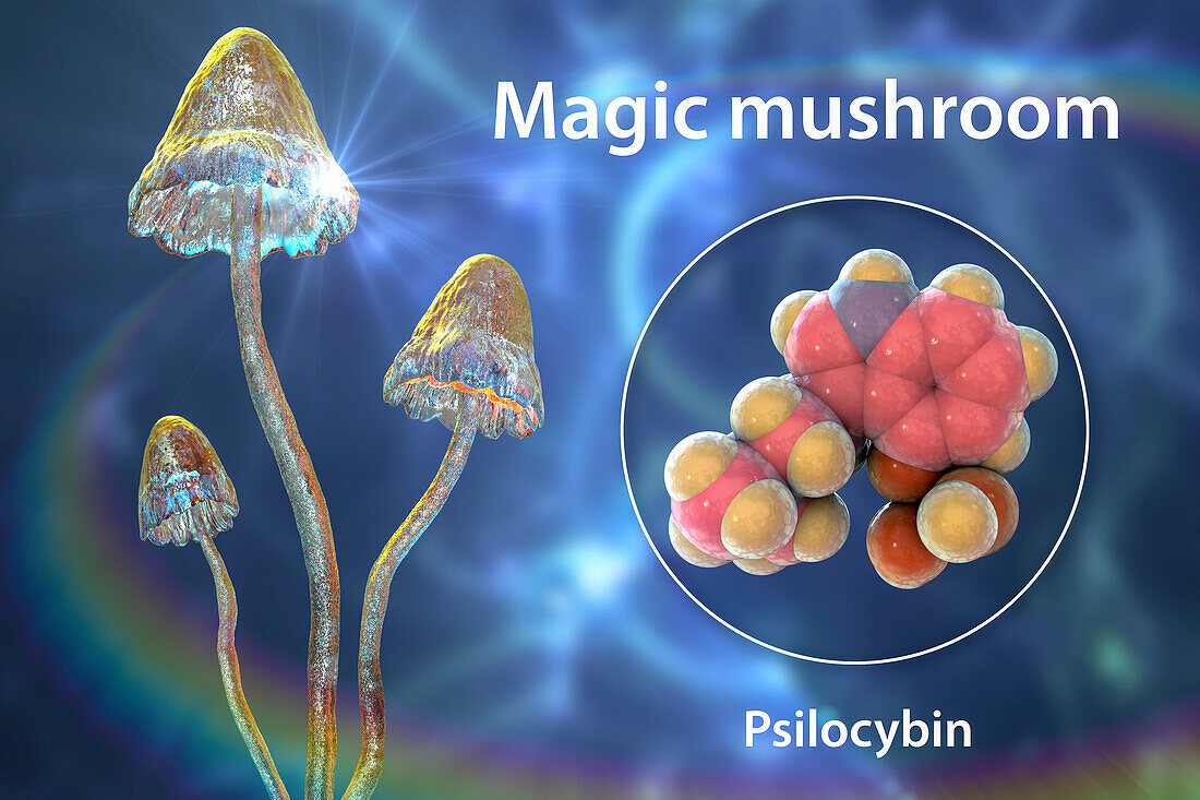 Magic mushrooms and psilocybin molecule, illustration