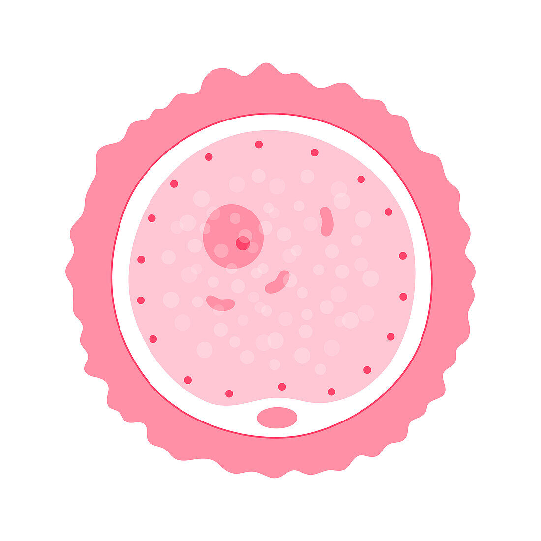 Human egg cell, illustration