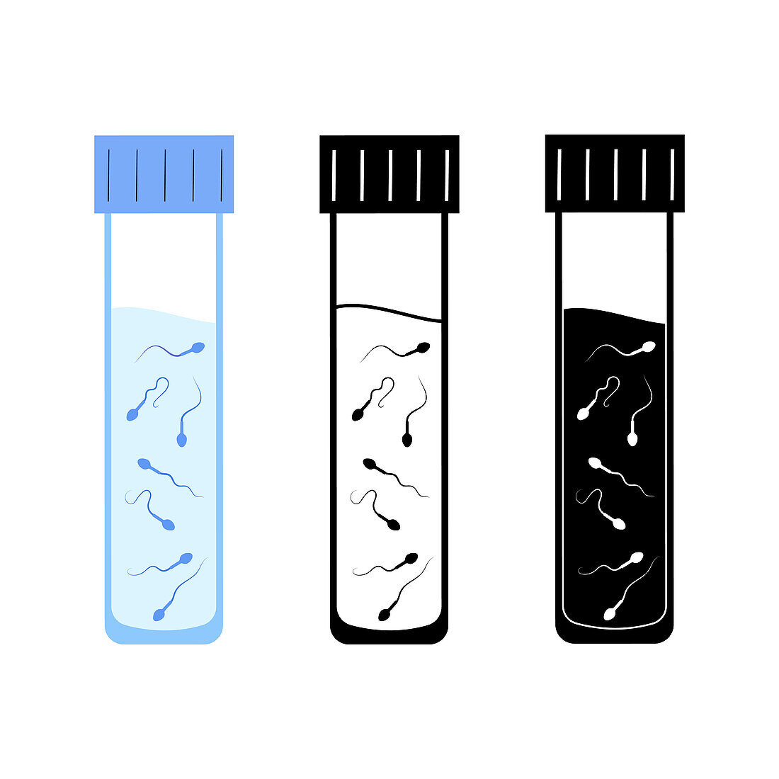Sperm samples, illustration