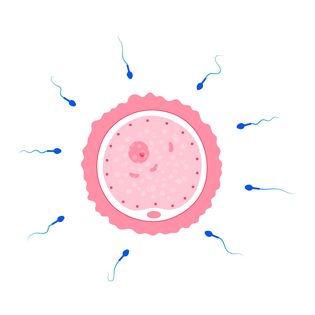 Fertilisation, illustration