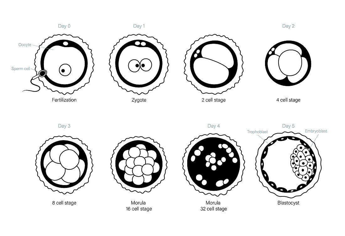 Embryo development, illustration