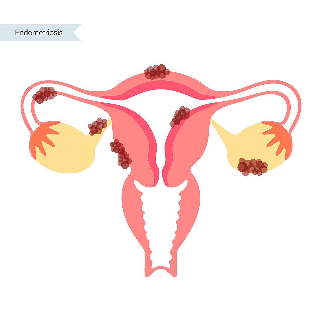 Female reproductive organs, illustration