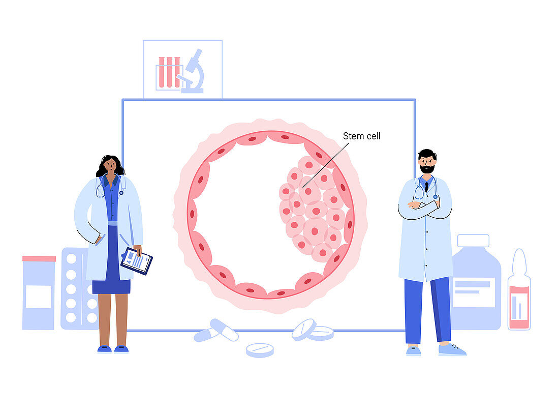Embryo development, conceptual illustration