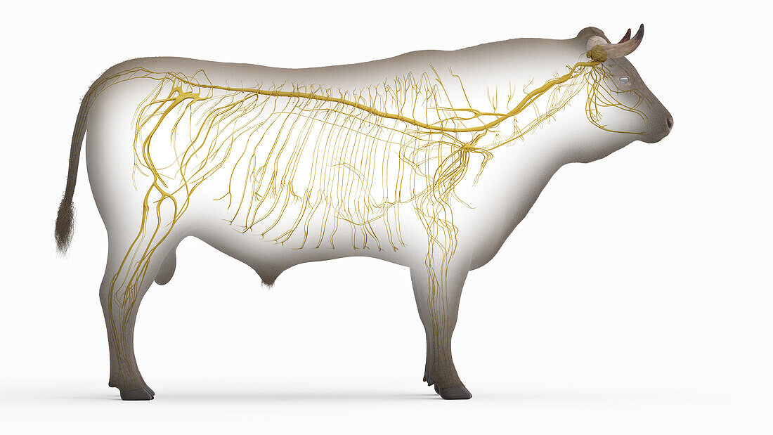 Cattle nervous system, illustration