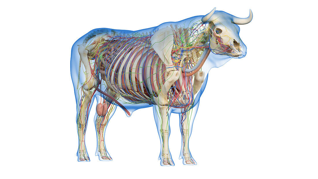 Cattle anatomy, illustration