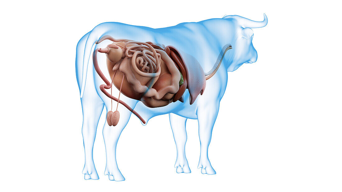 Cattle organs, illustration