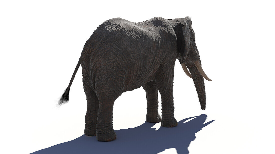 Elephant, illustration