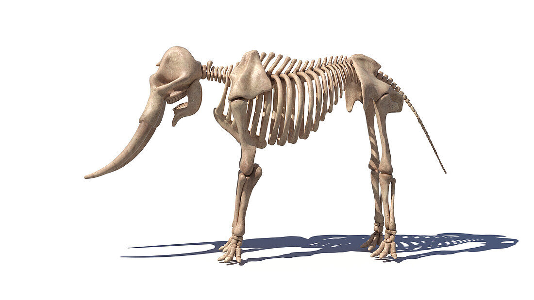 Elephant skeleton, illustration
