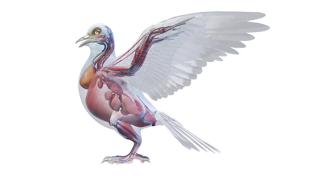 Pigeon anatomy, illustration