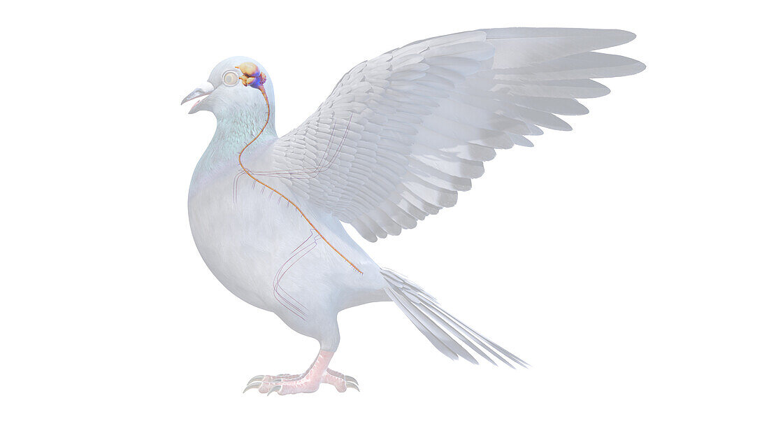 Pigeon nervous system, illustration