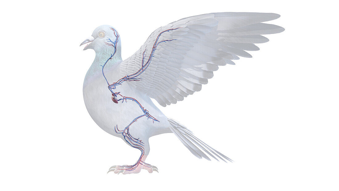 Pigeon vascular system, illustration