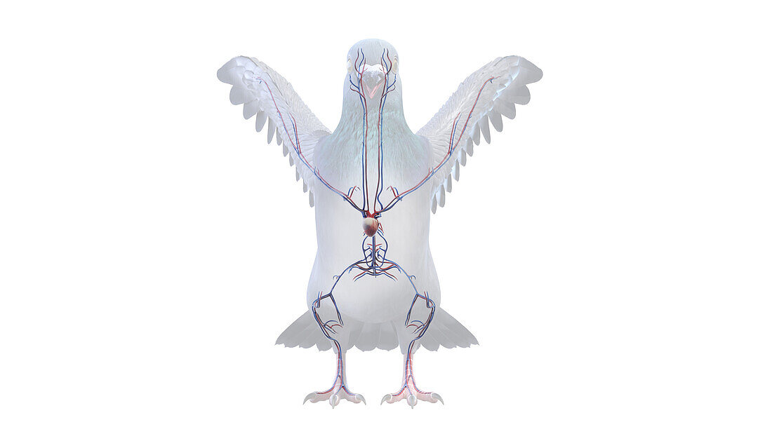 Pigeon vascular system, illustration