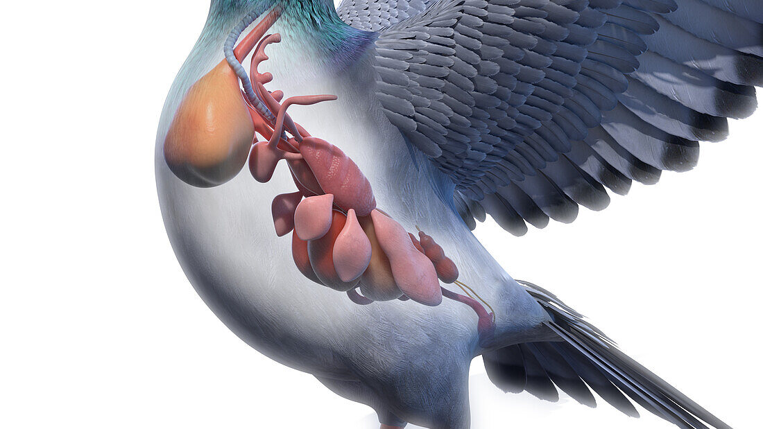 Pigeon organs, illustration