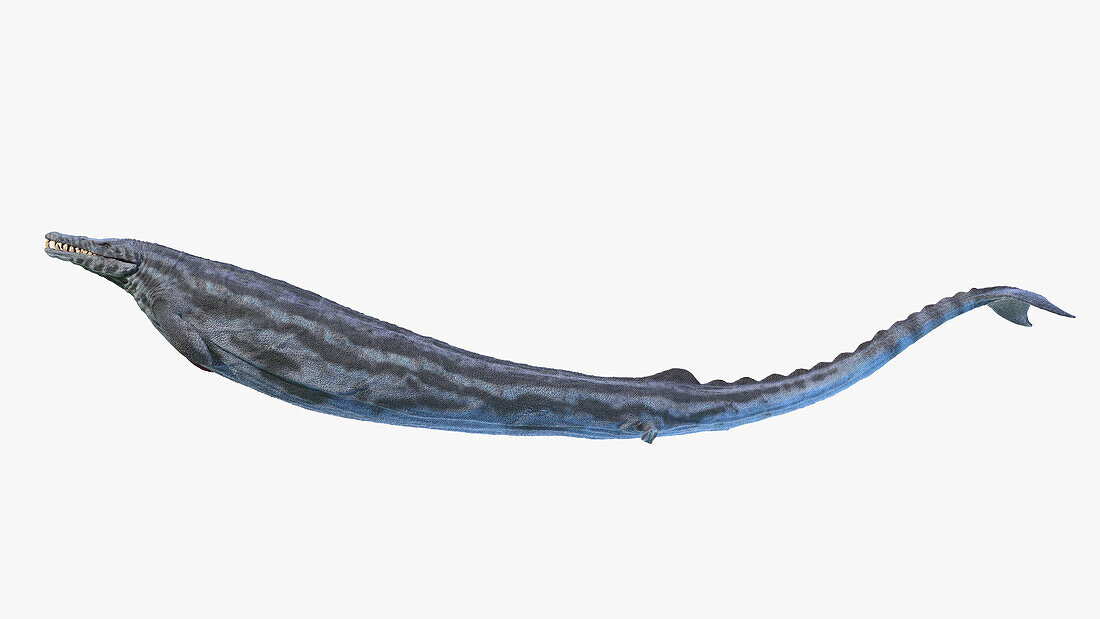 Basilosaurus, illustration