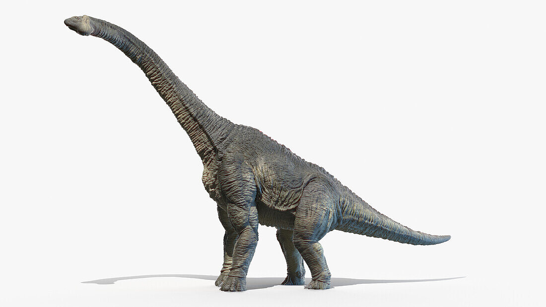 Brachiosaurus, illustration