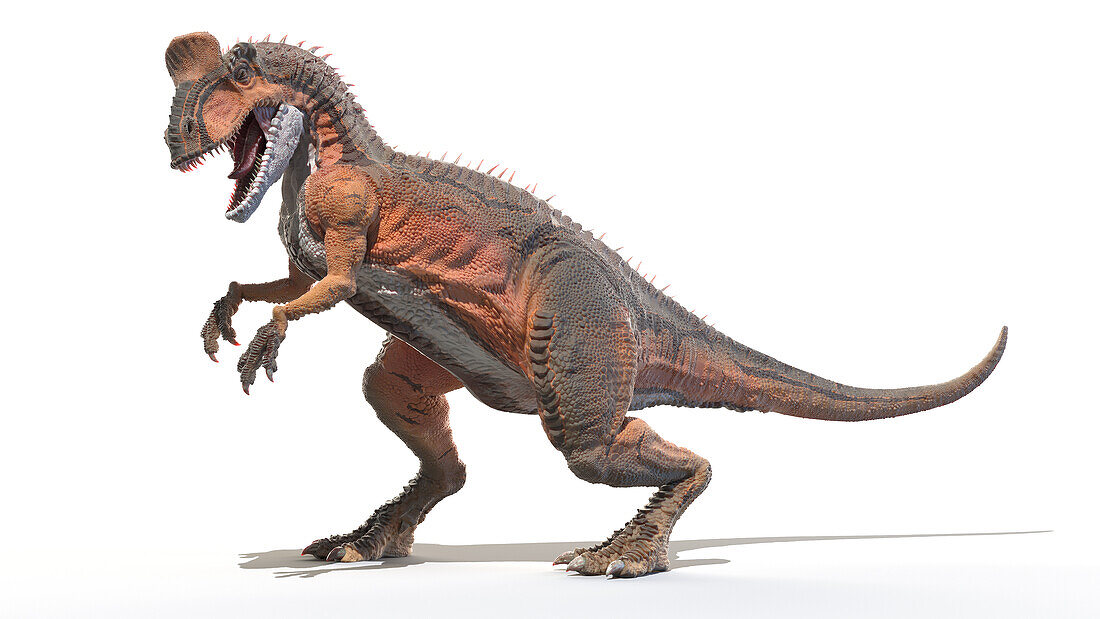 Cryolophosaurus, illustration